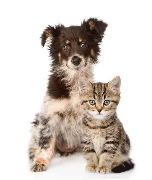 Budget-Friendly Pet Care Tips for Canadian Pet Parents