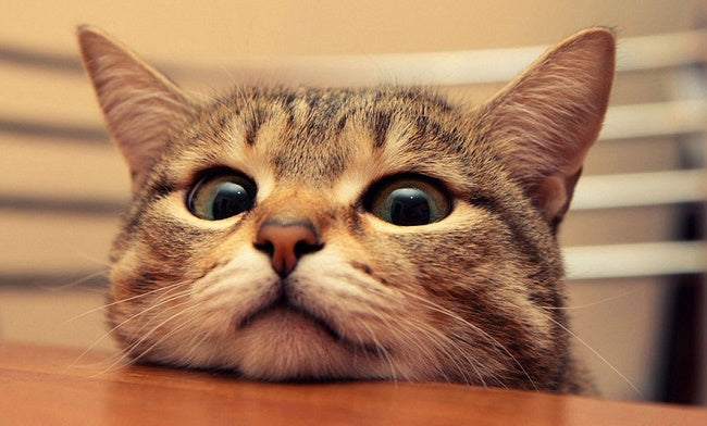 Best Cat Food in Canada: Top Choices for a Healthy & Happy Kitty