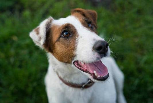 5 Essential Pet Supplements Every Dog Owner in the U.S. Should Know About