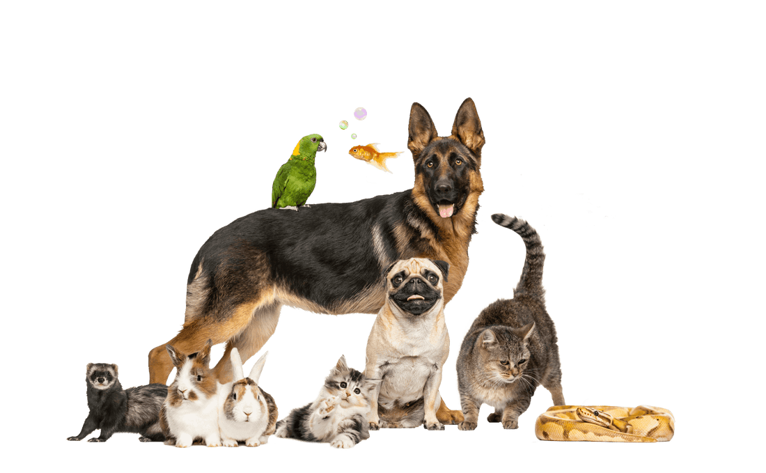 Organic Pet Products: Healthier Choices for Your Pet