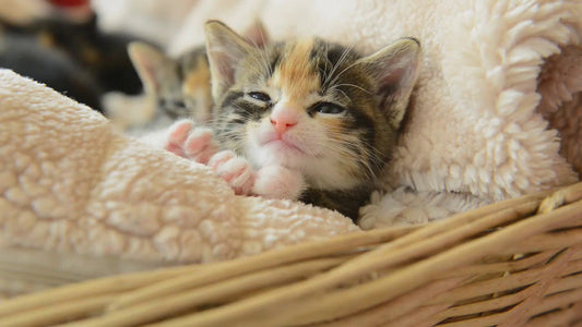 How to Introduce a New Cat to Your Home – Tips for a Smooth Transition