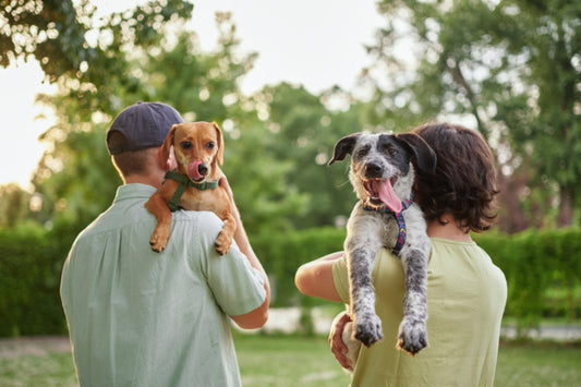 5 Essential Pet Care Tips for Canadian Pet Owners