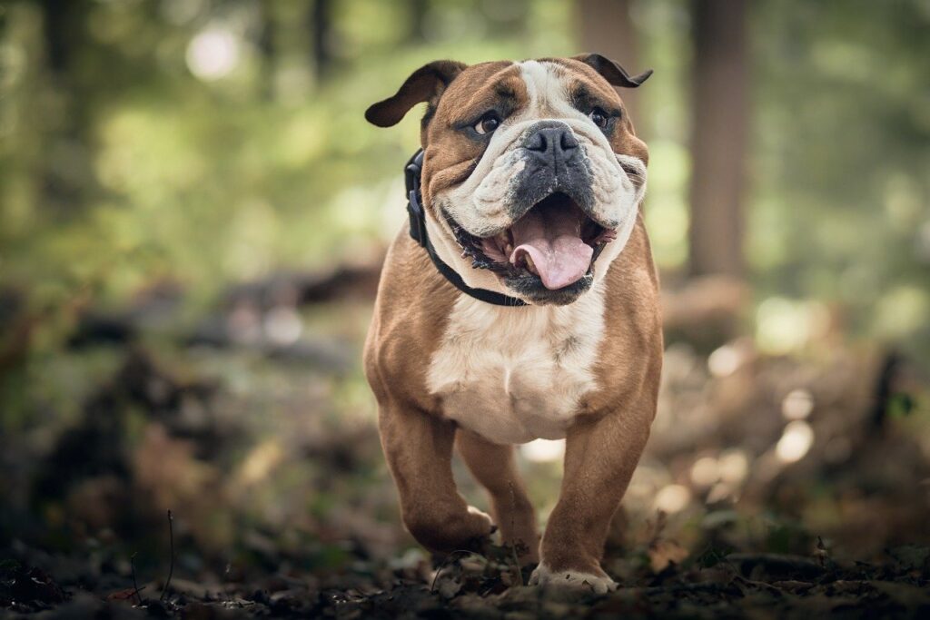 Best Dog Food in Canada: Top Picks for Your Pup’s Health