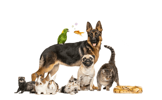 Organic Pet Products: Healthier Choices for Your Pet