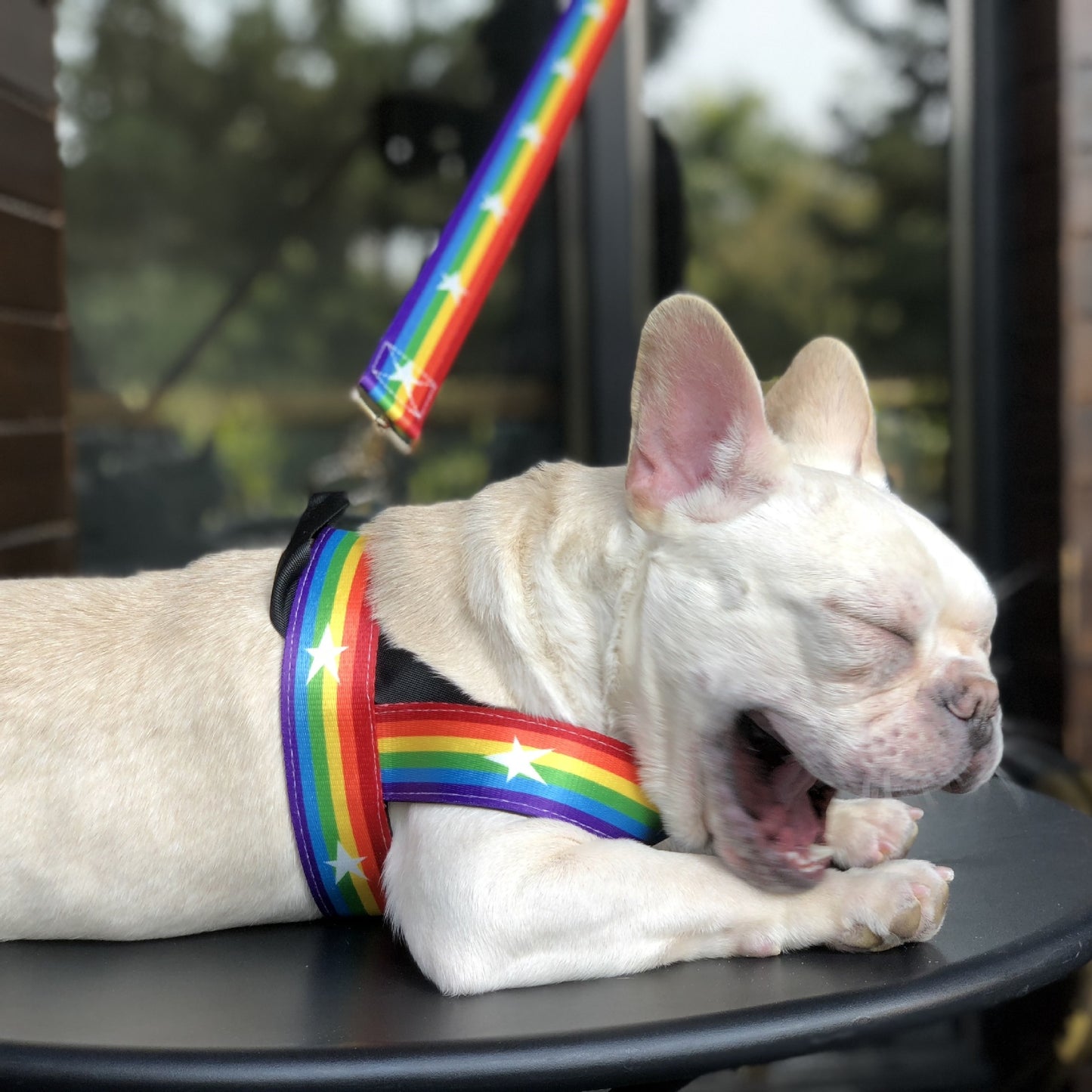 Rainbow Dog Chain Leash – Durable & Stylish Leash for Medium and Large Dogs