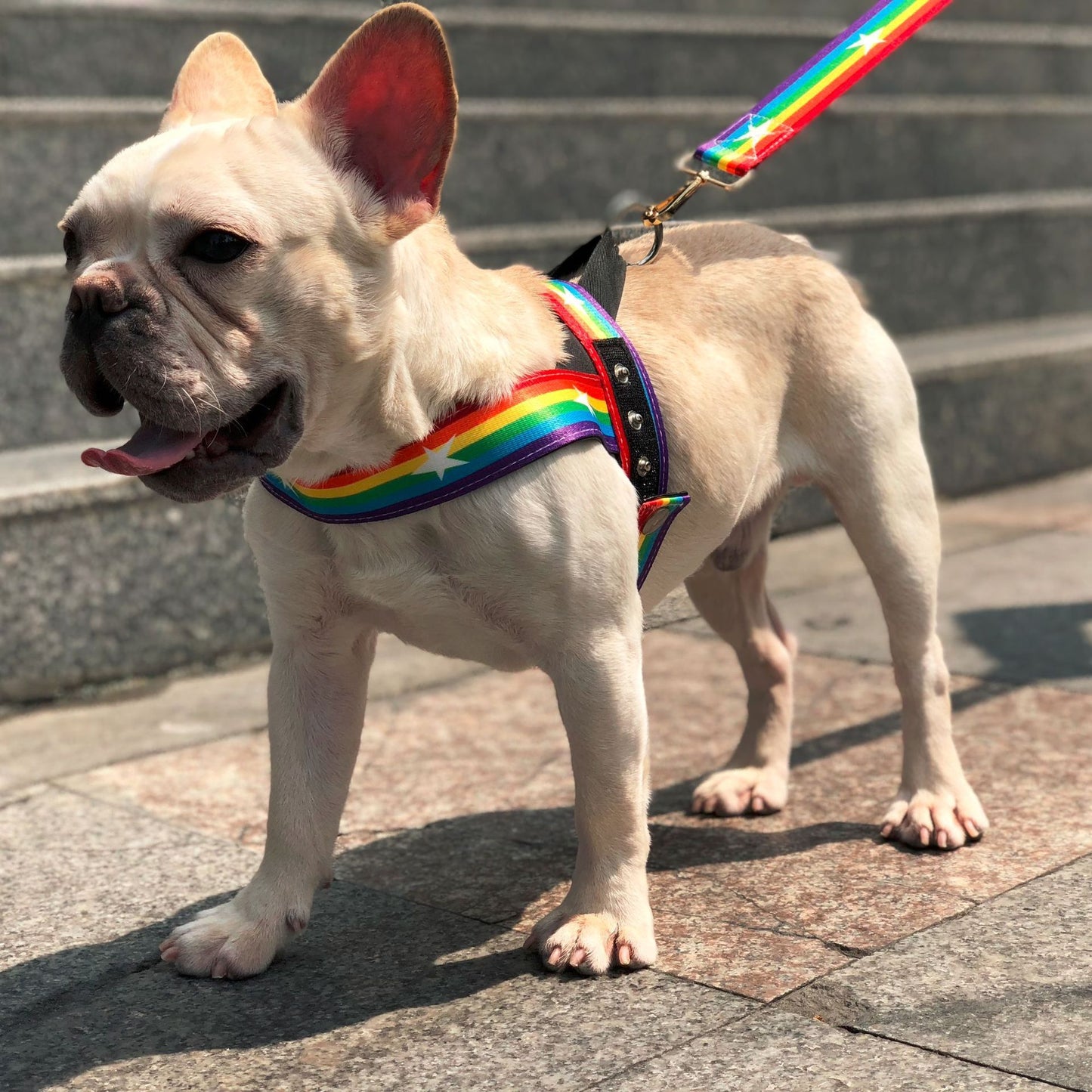 Rainbow Dog Chain Leash – Durable & Stylish Leash for Medium and Large Dogs
