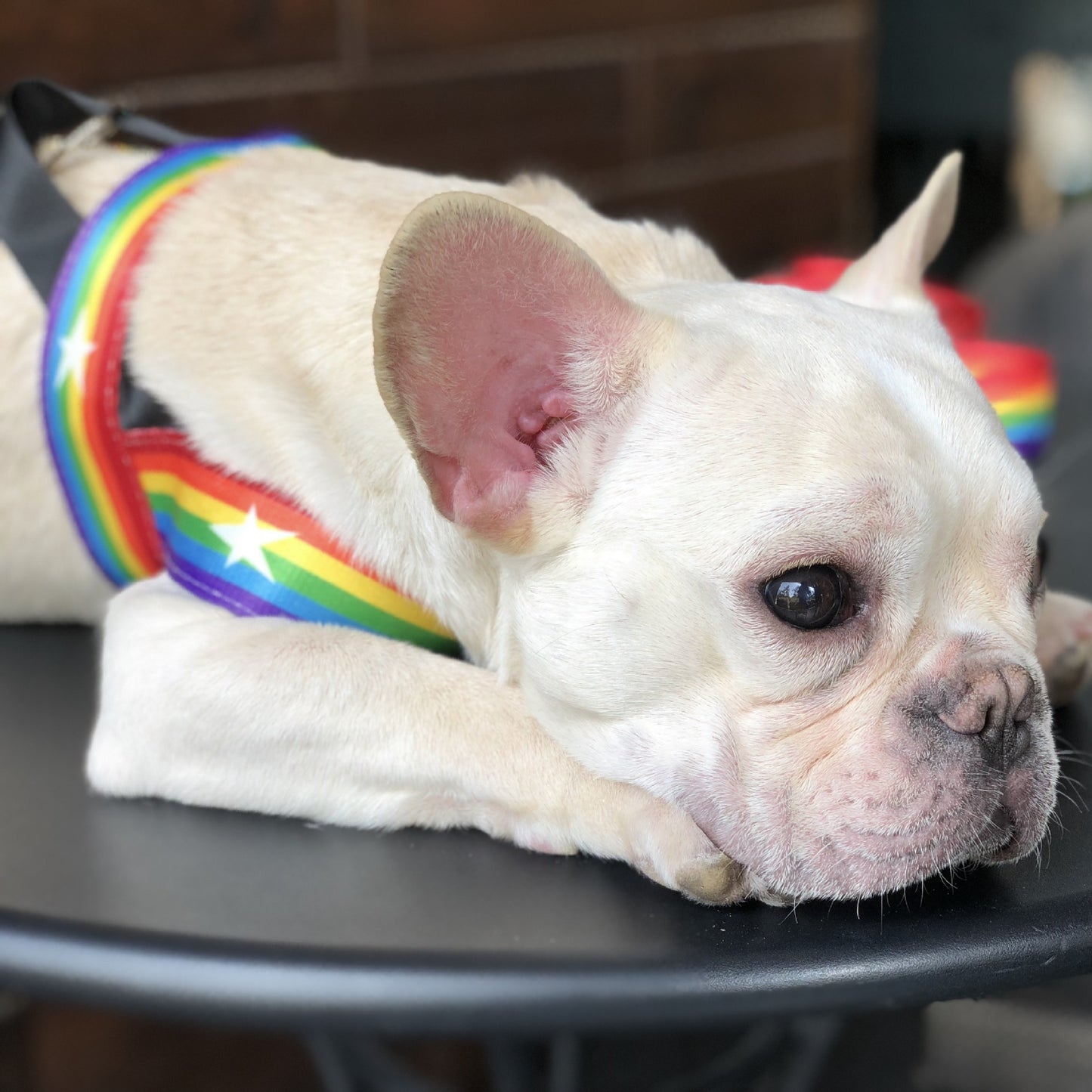 Rainbow Dog Chain Leash – Durable & Stylish Leash for Medium and Large Dogs