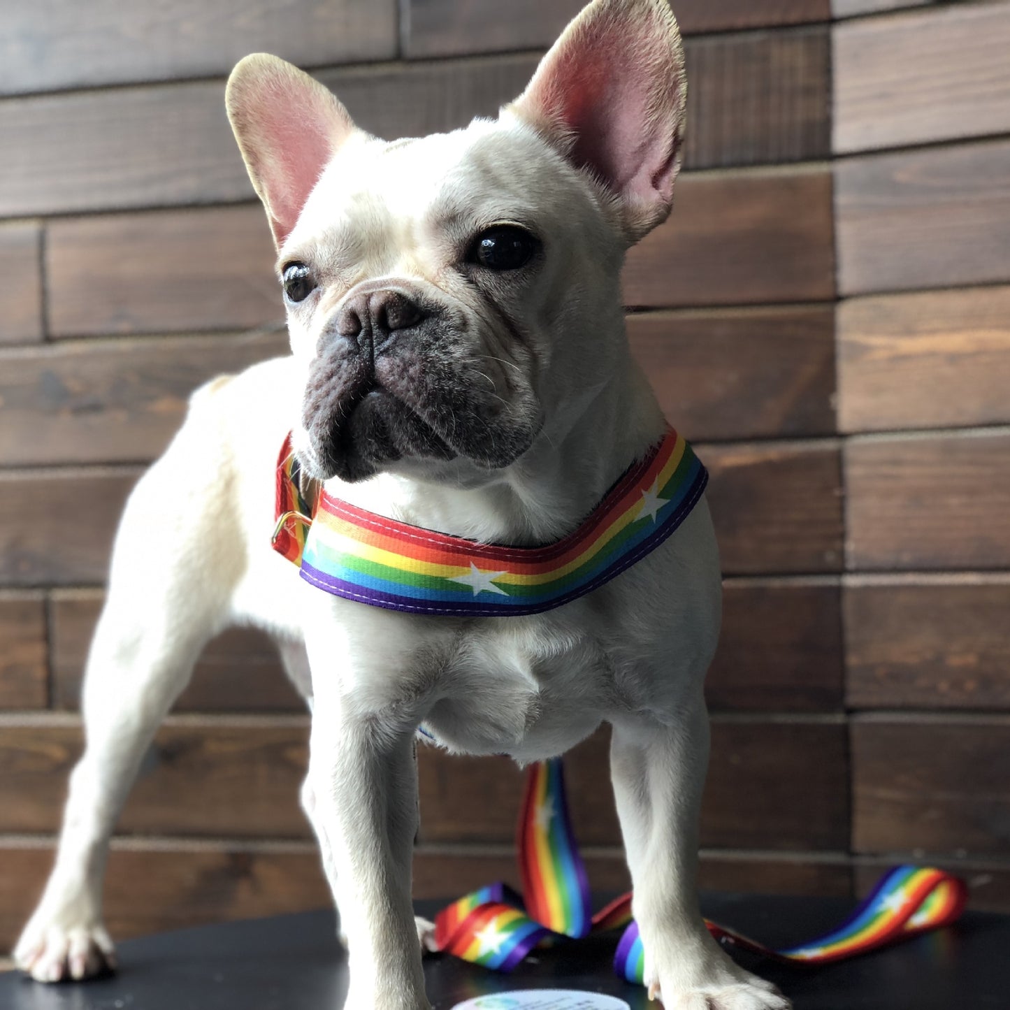 Rainbow Dog Chain Leash – Durable & Stylish Leash for Medium and Large Dogs
