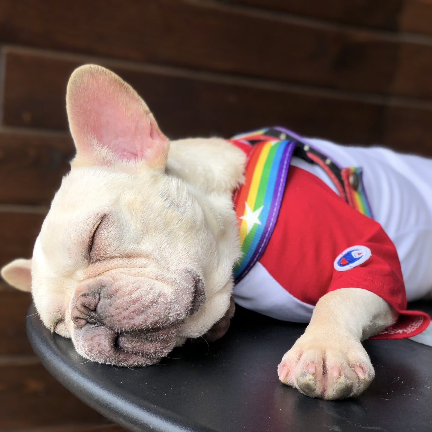 Rainbow Dog Chain Leash – Durable & Stylish Leash for Medium and Large Dogs