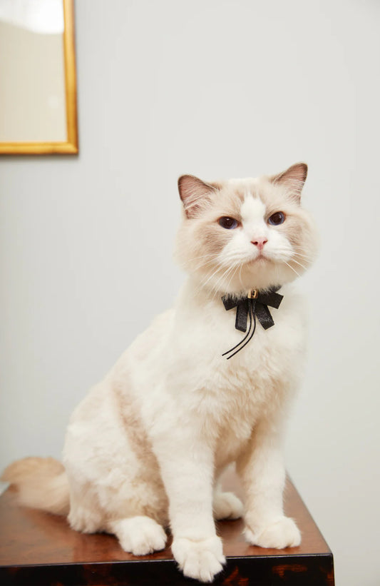 Pets Accessories In Toronto Bowknot Collar - Maple Pets