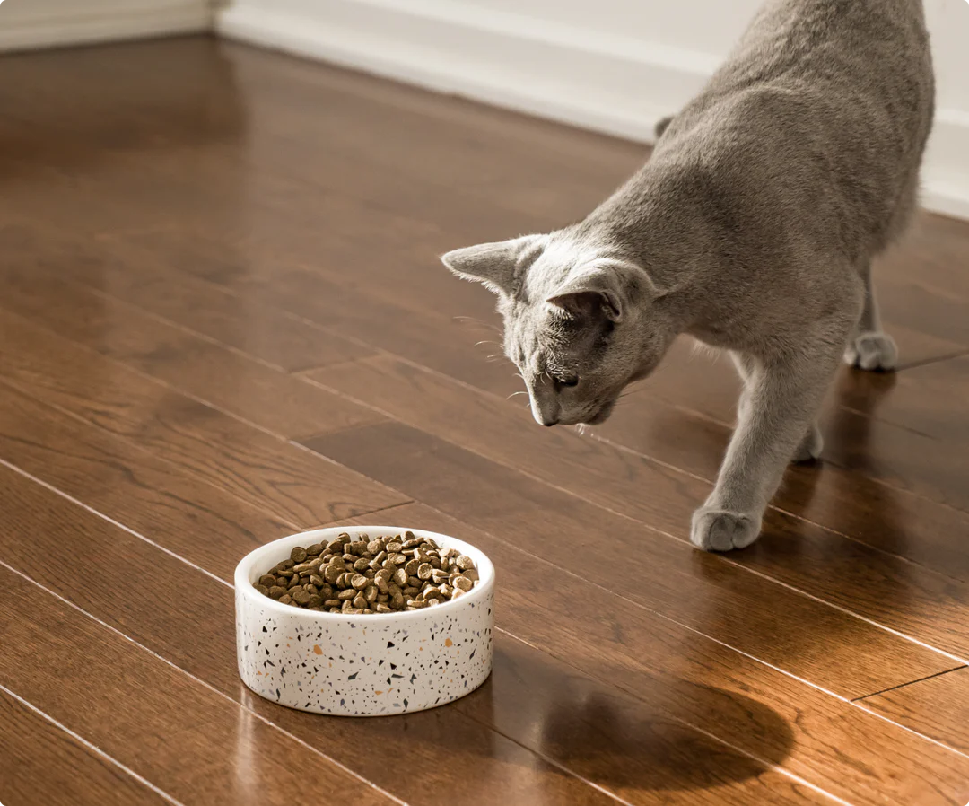 Best Royal Canin Kitten Food for Healthy Growth & Immune Support | Premium Nutrition - Maple Pets
